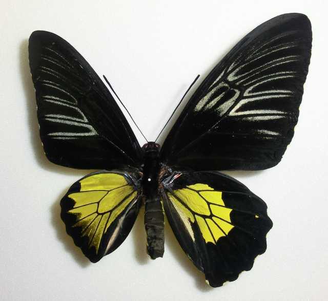 Troides rhadamantus gynandromorph (Internet Image property of respective owner, non-commercial use only)